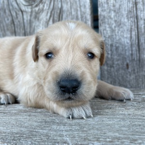 Golden Retriever Puppy Bryant