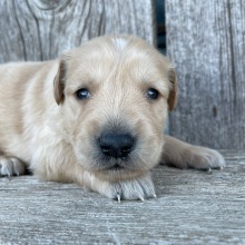 Golden Retriever Puppy Bryant