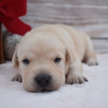 Labrador Retriever Puppy Blaire