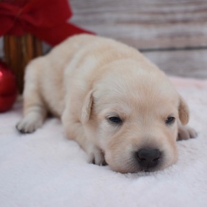 Labrador Retriever Puppy Blaire