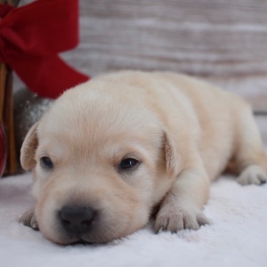 Labrador Retriever Puppy Blaire