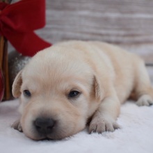 Labrador Retriever Puppy Blaire