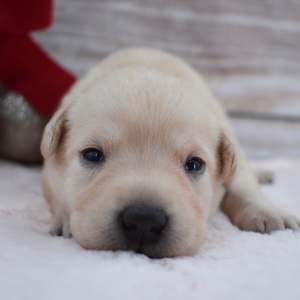 Labrador Retriever Puppy Blaire