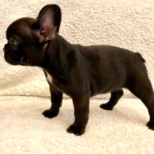 French Bulldog Puppy Christina
