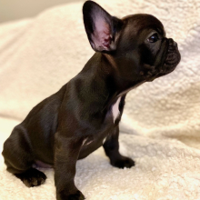 French Bulldog Puppy Christina
