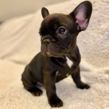 French Bulldog Puppy Christina