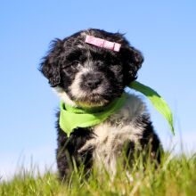 Portuguese Water Dog Puppy Star