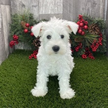 Miniature Schnauzer Puppy Sheldon