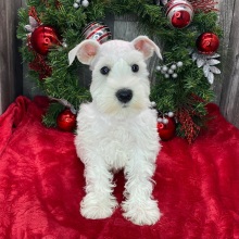 Miniature Schnauzer Puppy Sheldon