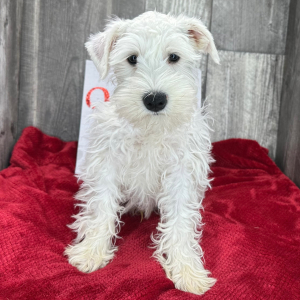 Miniature Schnauzer Puppy Sheldon