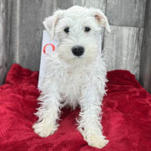 Miniature Schnauzer Puppy Sheldon