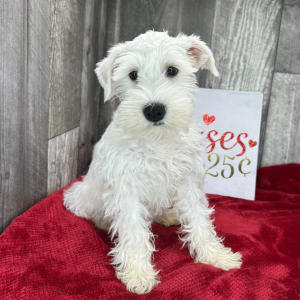 Miniature Schnauzer Puppy Sheldon