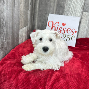 Miniature Schnauzer Puppy Sheldon