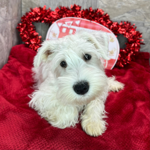 Miniature Schnauzer Puppy Sheldon