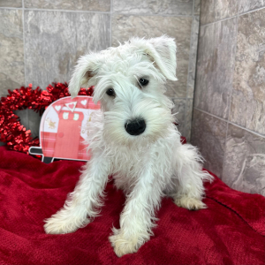 Miniature Schnauzer Puppy Sheldon