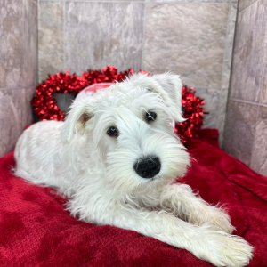 Miniature Schnauzer Puppy Sheldon