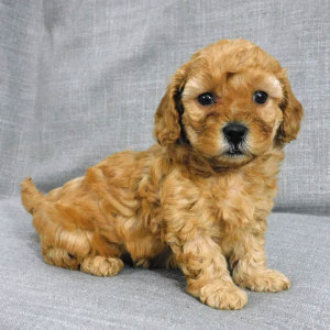 Goldendoodle Puppy Dacey