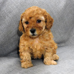 Goldendoodle Puppy Dacey