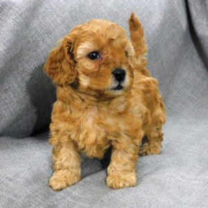 Goldendoodle Puppy Dacey