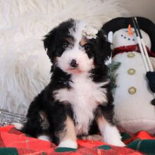 Bernedoodle Puppy Lydia