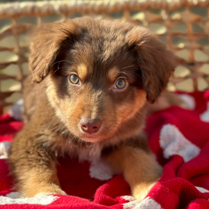 Australian Shepherd Puppy Milo
