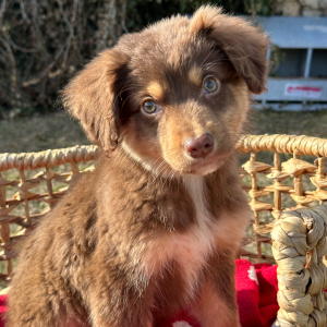 Australian Shepherd Puppy Milo