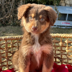 Australian Shepherd Puppy Milo