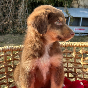 Australian Shepherd Puppy Milo
