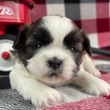 Shih Tzu Puppy Zach