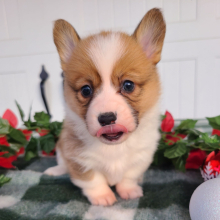 Pembroke Welsh Corgi Puppy Diamond
