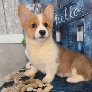 Pembroke Welsh Corgi Puppy Diamond