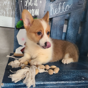 Pembroke Welsh Corgi Puppy Diamond