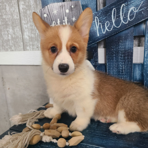 Pembroke Welsh Corgi Puppy Diamond