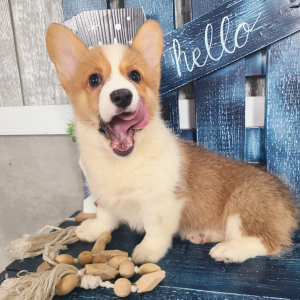 Pembroke Welsh Corgi Puppy Diamond