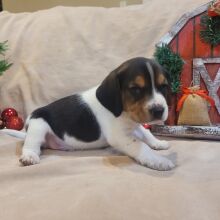 Beagle Puppy Dexter