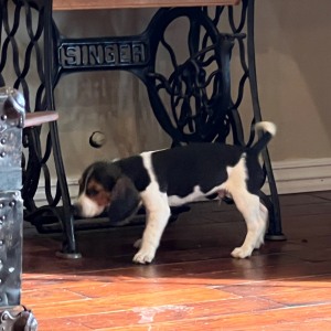 Beagle Puppy Dexter