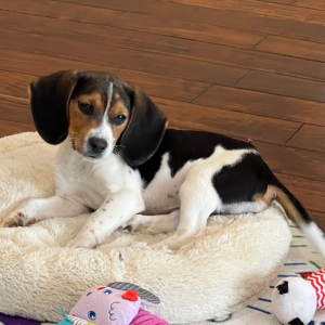 Beagle Puppy Dexter