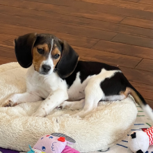 Beagle Puppy Dexter