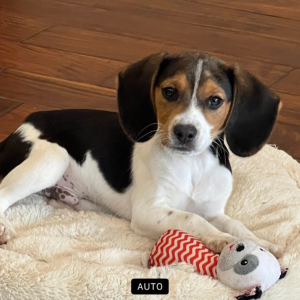 Beagle Puppy Dexter