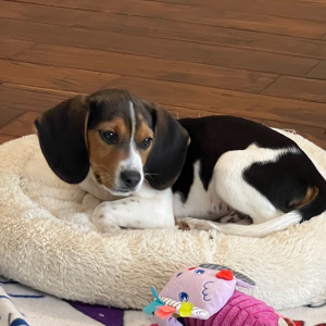 Beagle Puppy Dexter