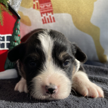 Pembroke Welsh Corgi Puppy Keanu