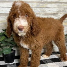 Poodle Puppy Niko