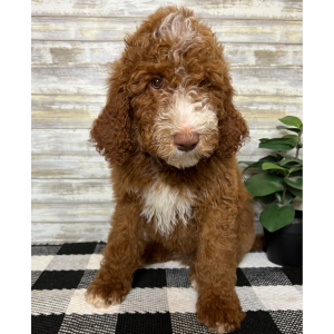 Poodle Puppy Niko