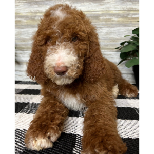 Poodle Puppy Niko