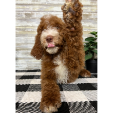 Poodle Puppy Niko