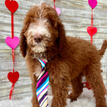 Poodle Puppy Niko