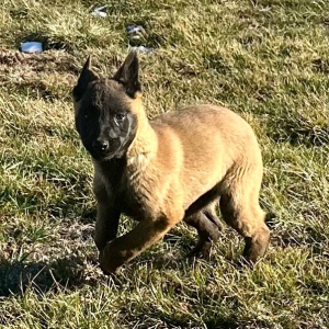 Belgian Malinois Puppy Drake