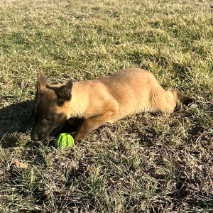 Belgian Malinois Puppy Drake