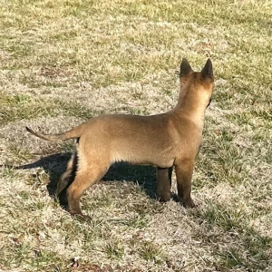 Belgian Malinois Puppy Drake