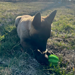 Belgian Malinois Puppy Drake